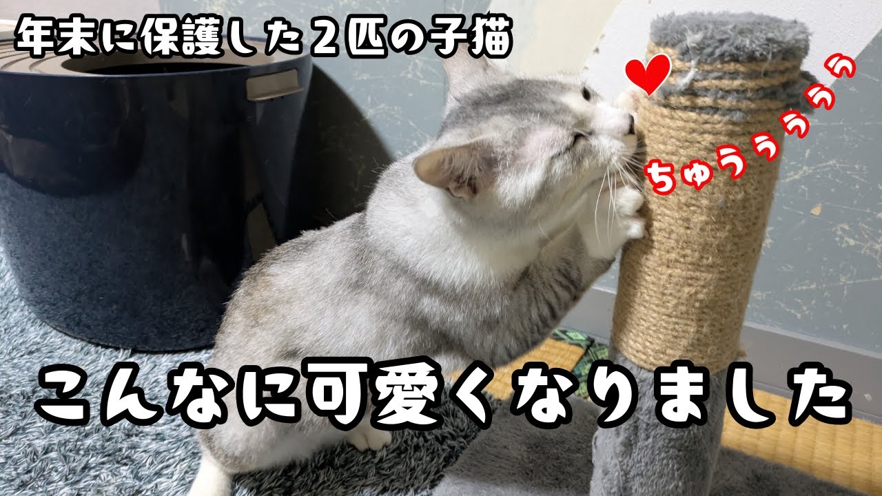 こんなになるとは…！年末に保護した２匹の子猫が可愛すぎるんですけど！