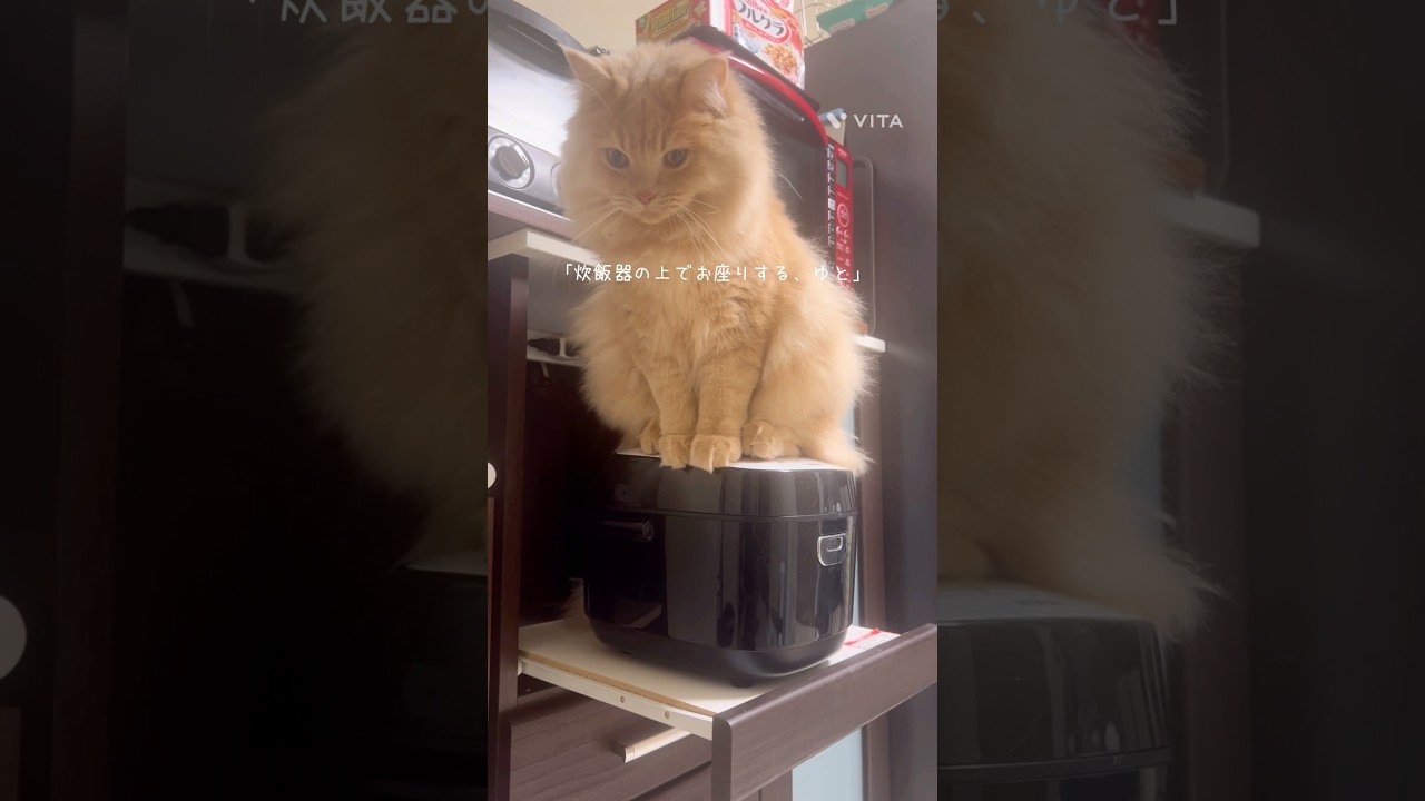 「炊飯器の上でおすわり」 #猫 #マンチカン #猫動画