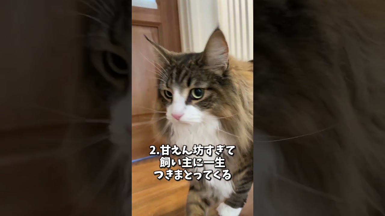 大好評だったノルウェージャンあるある第２弾！　 #cat #猫 #ノルウェージャンフォレストキャット #ノルウェージャン