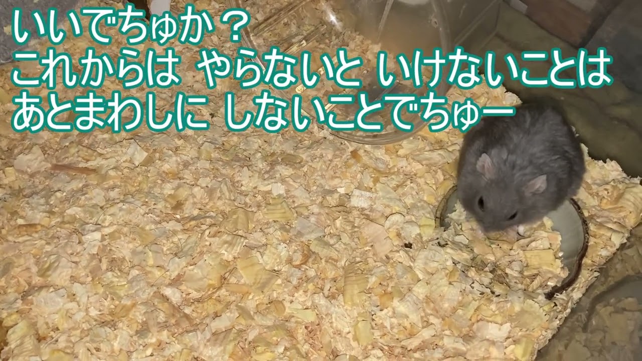 【ハムスター】夜中の ごまめちゃん～ジャンガリアンハムスター～