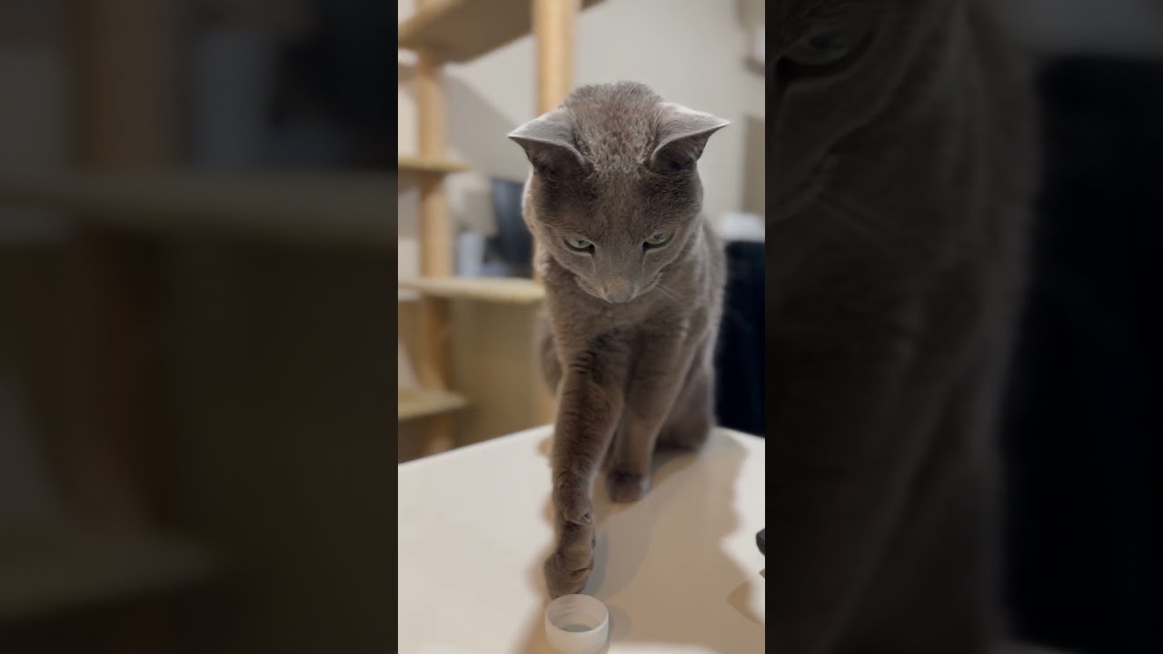 ウィルの毎日 562 ペットボトルの蓋で遊ぶ？ #ロシアンブルー #RussianBlue #Cat #猫 #ねこ #ウィルの毎日