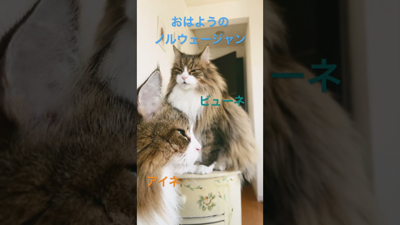 おはようのノルウェージャン#shorts #ノルウェージャンフォレストキャット #cat #猫 #猫のいる暮らし #pets