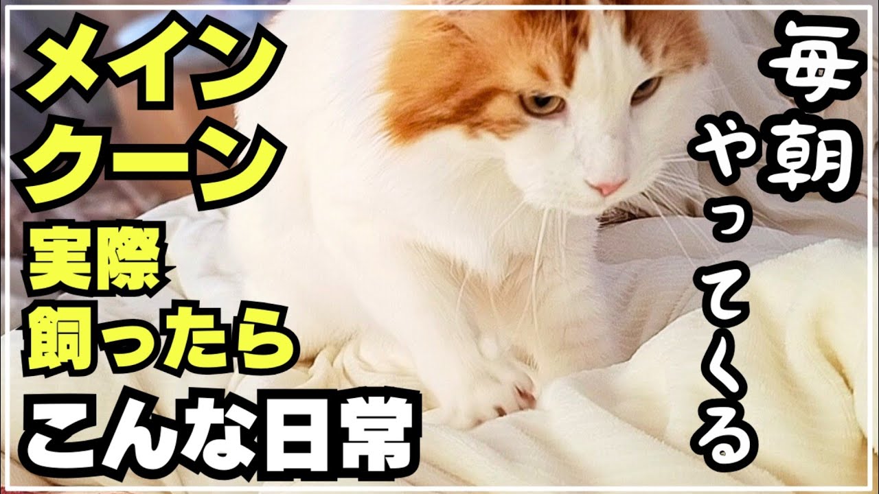 目覚めたら大型猫メインクーンが乗っている日常