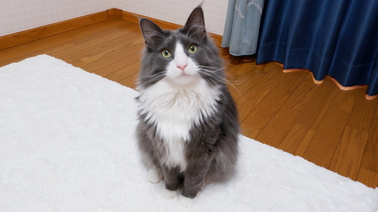 【思春期⁉︎】寂しがりやな1さいターキッシュアンゴラがツンデレかわいい🩷