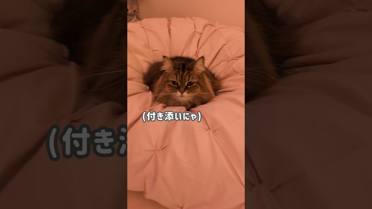 猫の重すぎるやさしさ＃Shorts