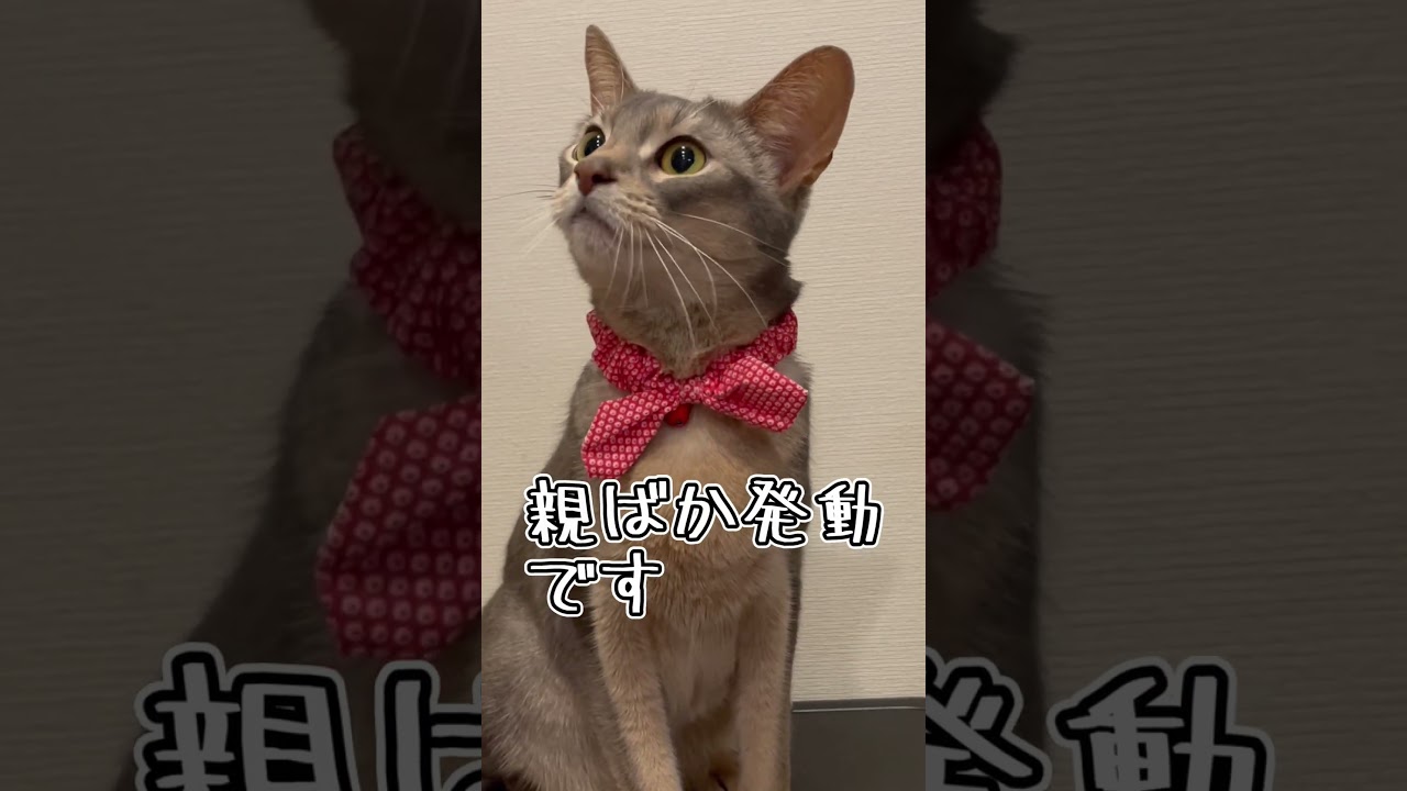 アビシニアンとは その39 #shorts #猫 #アビシニアン