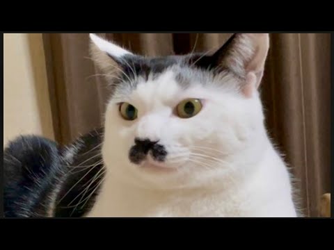 ちょびひげ猫のちょっとだけホラーなお話し