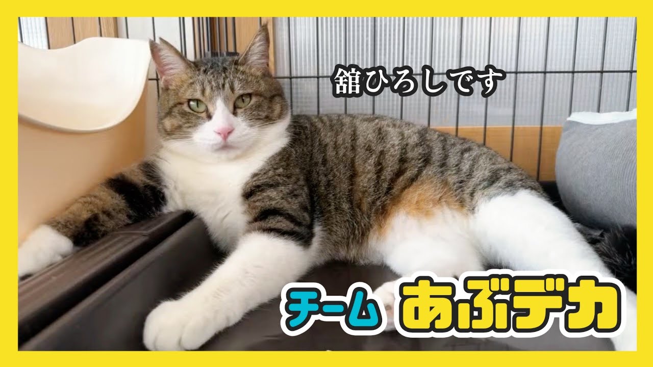🔴【にこりら】「チームあぶデカ」フリーに挑戦！ライブ🐱