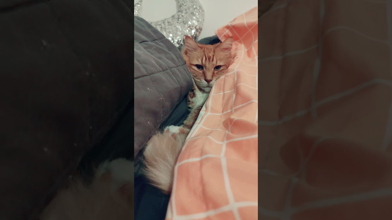 LouisBoo😍 Maine Coon im Bett! Wer noch? #catlovers #mainecooncat #petlover #catshorts #entertainment