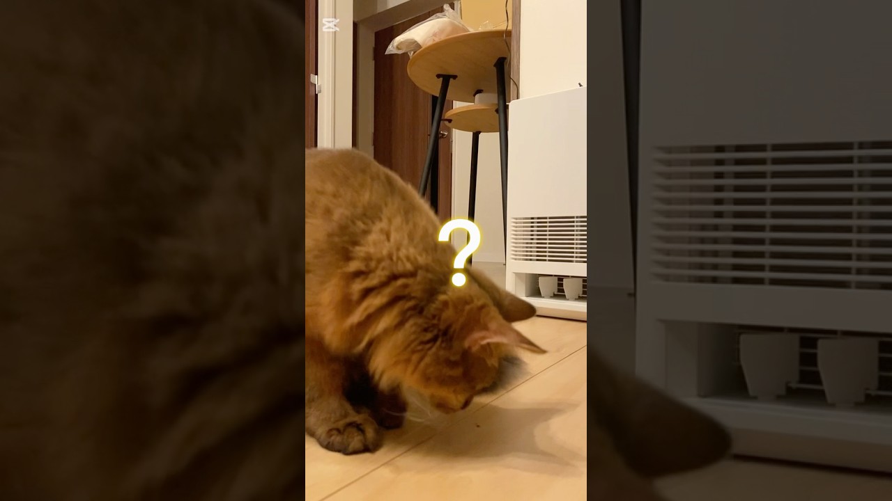 ごはん後 #cat #ソマリ #猫のいる暮らし #ねこ動画 #カリカリ #ブローチ #ごはん