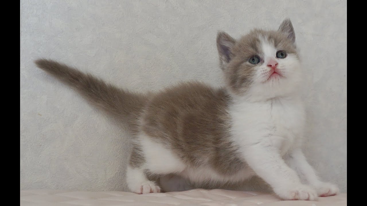 ブリティッシュショートヘアー子猫　British Shorthair　2025.1.21産まれ　ライラック＆ホワイト　男の子　シーダキャット猫のお店