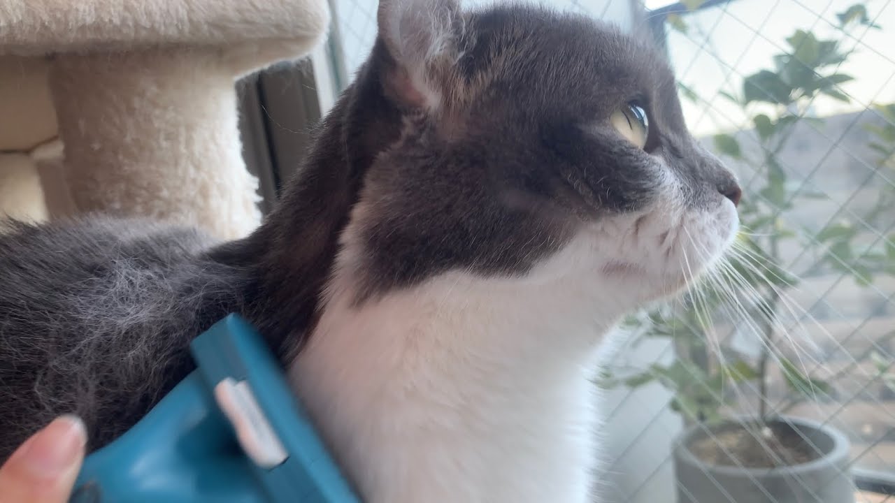 ねこのブラッシング〜ASMR風〜 #今日のたぴ #アメリカンカール #2025.02.28