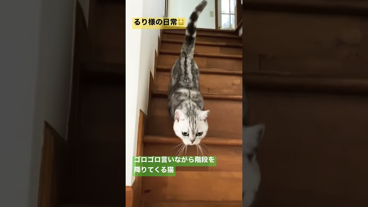 ゴロゴロ言いながら階段を降りてくる猫【マンチカン】