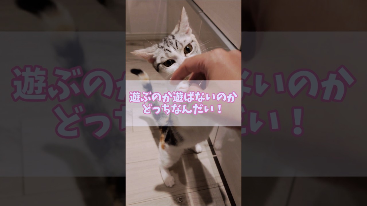 【チビびび】遊ぶのか遊ばないのかどっちなんだい！？ #cat #ネコ #ちび猫 #子猫 #マンチカン子猫