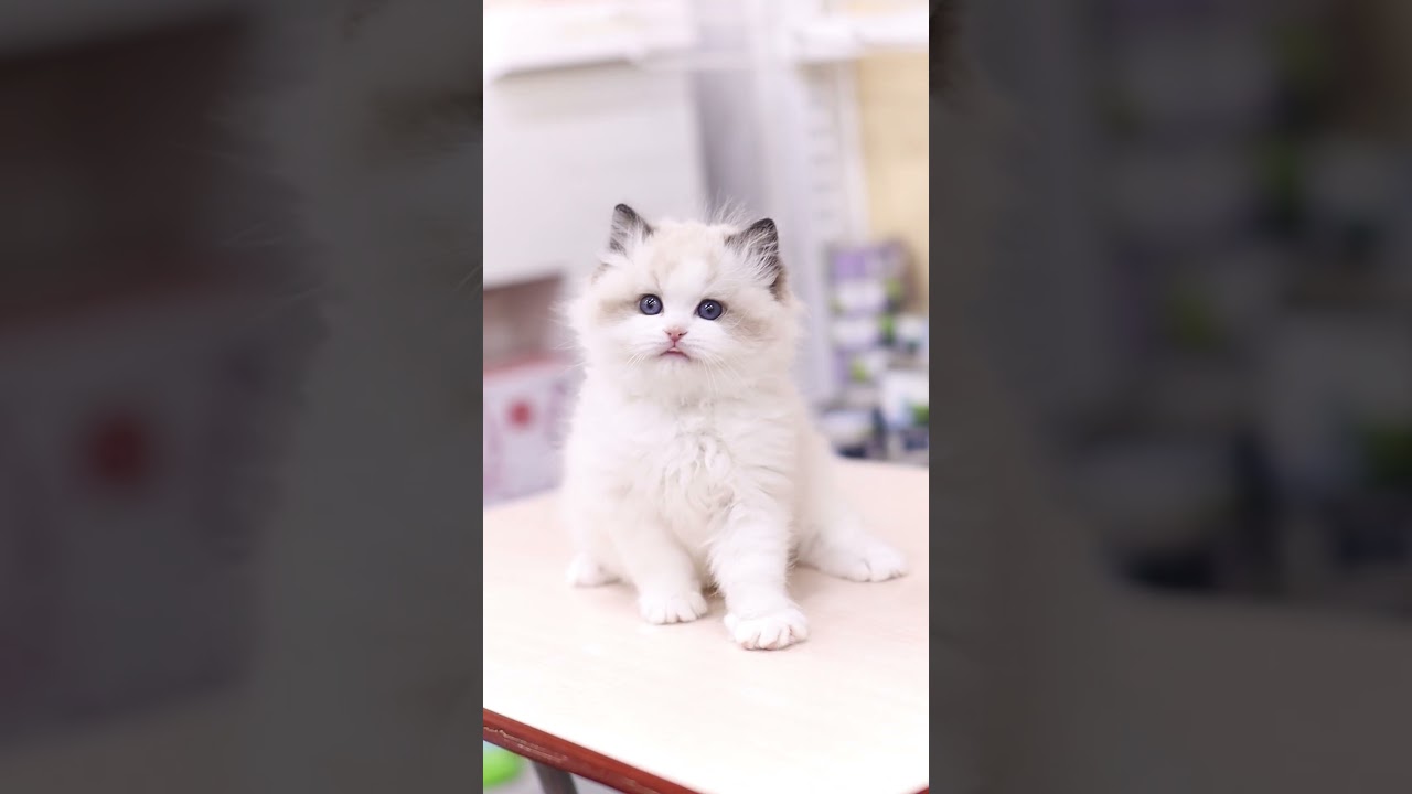 獅子喵丨香港買貓推薦丨店內現貓系列丨布偶貓,海雙仔仔  - 夏天 #cat #kitten #catlover #cutecatgroup