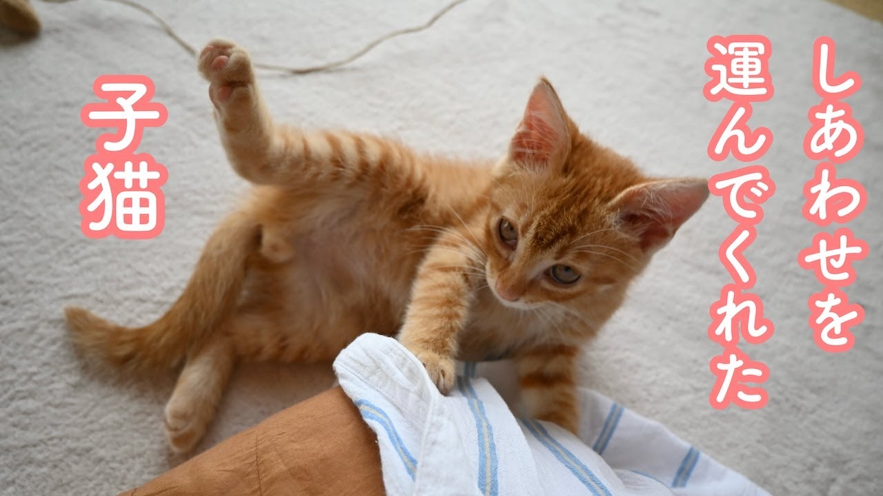 人生の大きな節目に出会った子猫　保護から二週間　生後２ヶ月の様子