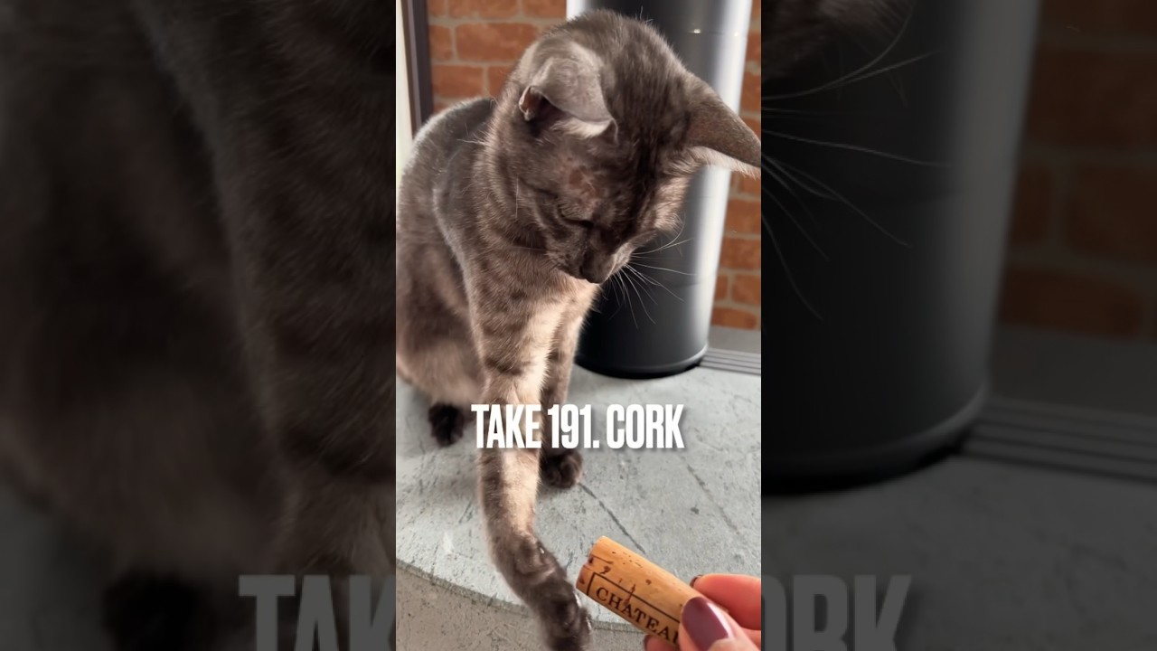 #コルク 栓も大好きにゃ❗️#遊ぶ猫 #playingcat #エジプシャンマウ #ねこのいる生活 #shorts