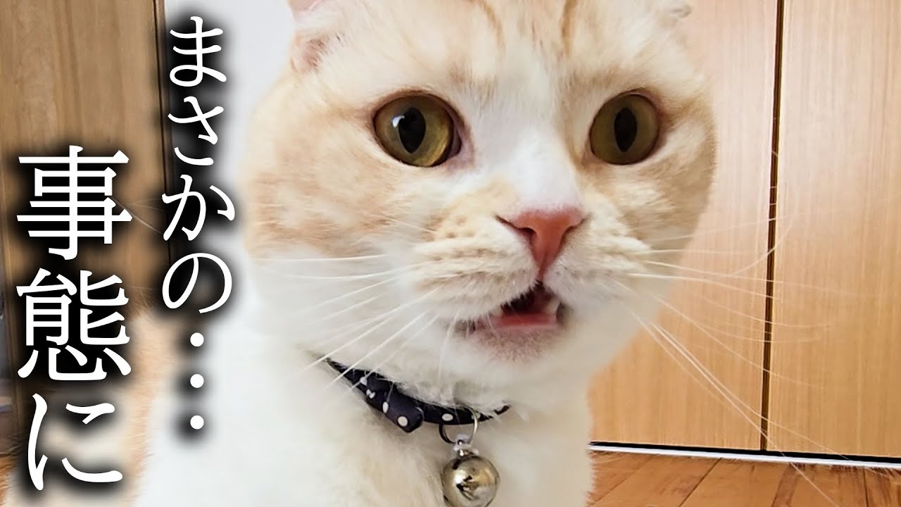 初めて子猫のうんち直後のお尻をくんくんしたら臭くて大変なことに...