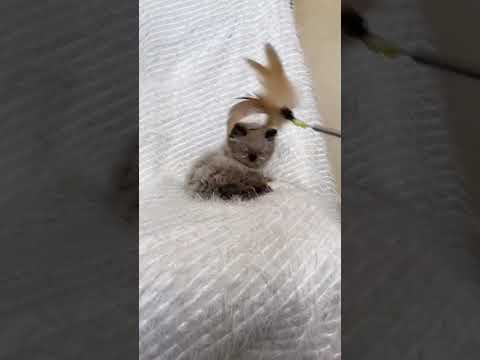 ヒマラヤン シールポイント　可愛い子