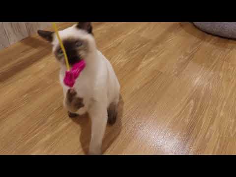 61559　トンキニーズ