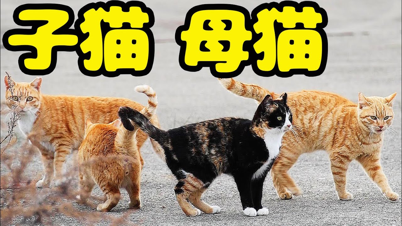 日本の秘境で生きる 子猫と母猫にご飯をあげると・・・ さくらねこへのエサやり