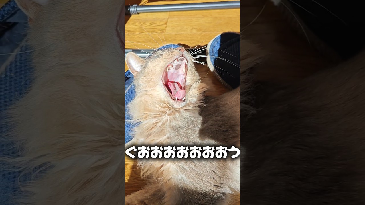 【猫動画】日向ぼっこしてるソマリを観察してみた　#cat  #cats #shorts #猫 #ねこ
