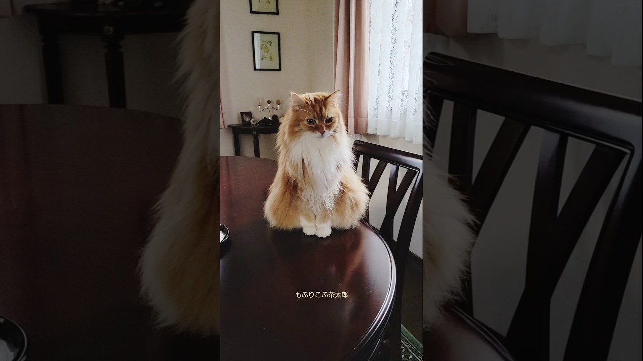 📷メインクーンのプチ撮影会