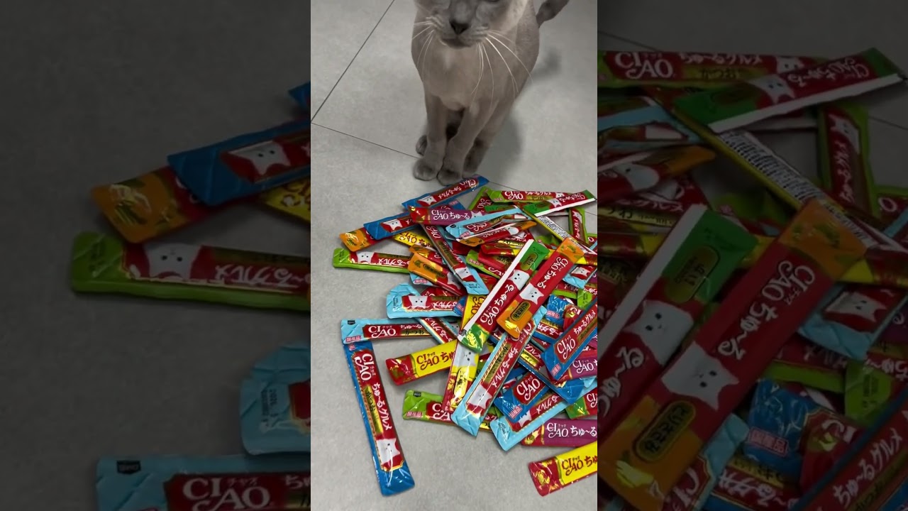 #Tonkinese #통키니즈 #dede #디디 #개냥이 #츄르중독냥 #츄르만수르 #옴뇸뇸 #トンキニーズ猫 #トンキニーズ #世界で最も愛されている遺棄猫😻