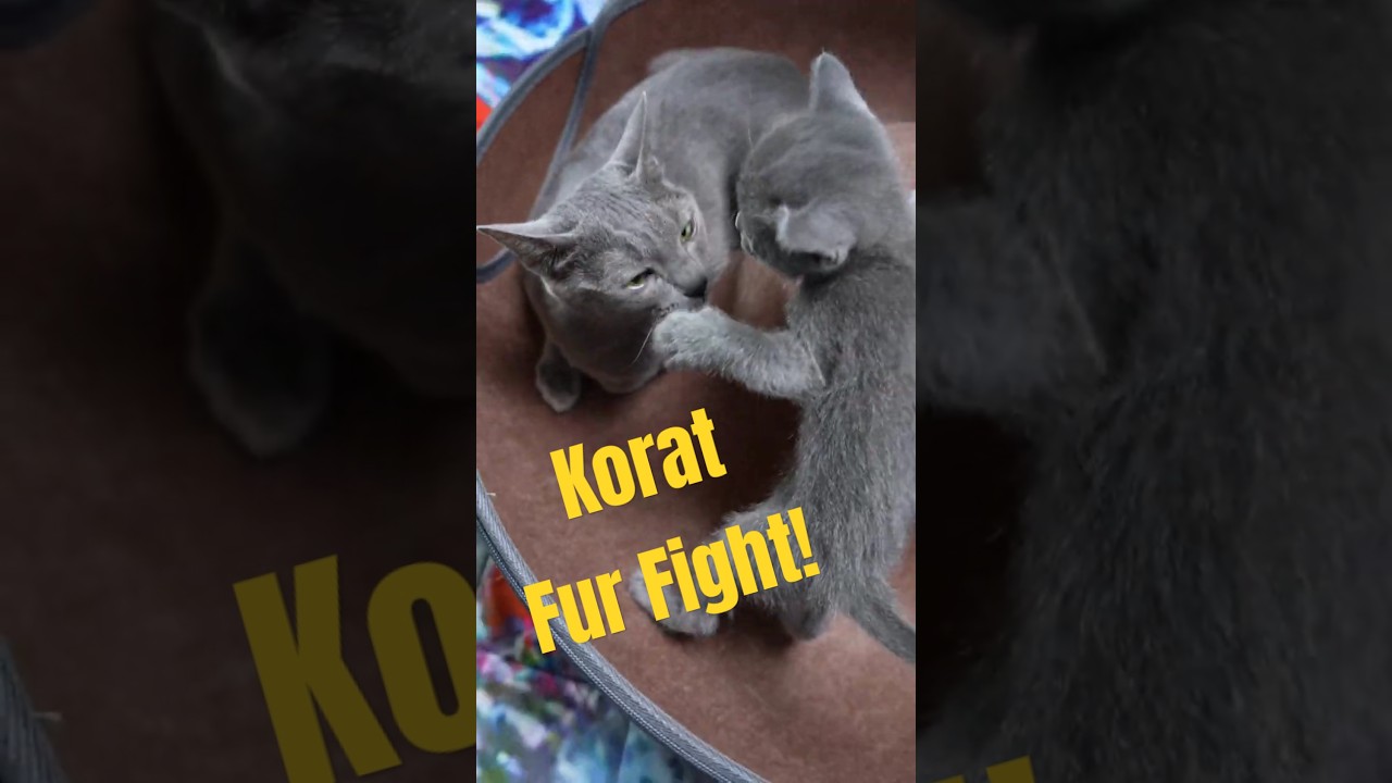 Stormy's Silver Fur #koratcat #koratkittens #cutecat #thaicat
