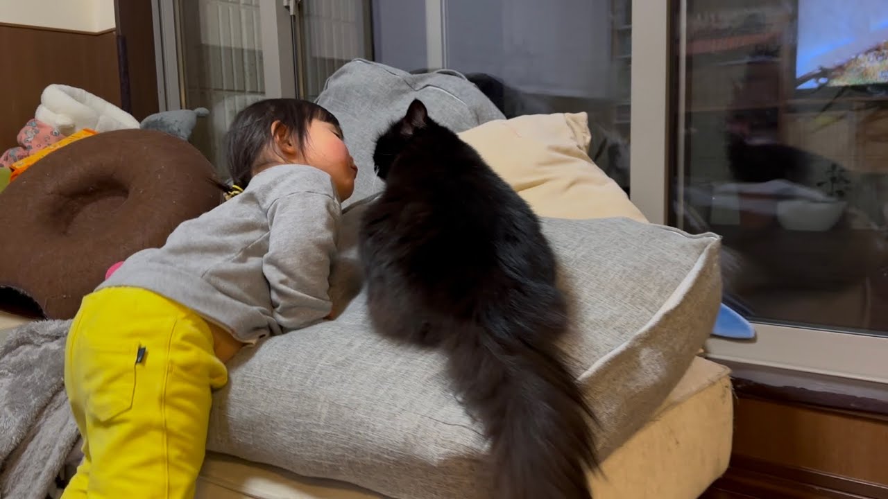 甘え上手でみんなから愛される猫　ラガマフィンA cat loved by everyone. Ragamuffin