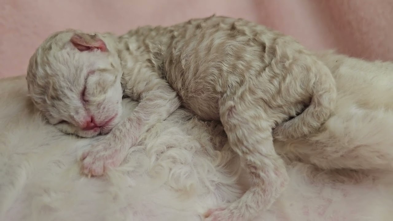 beautiful Devon Rex kitten newborn