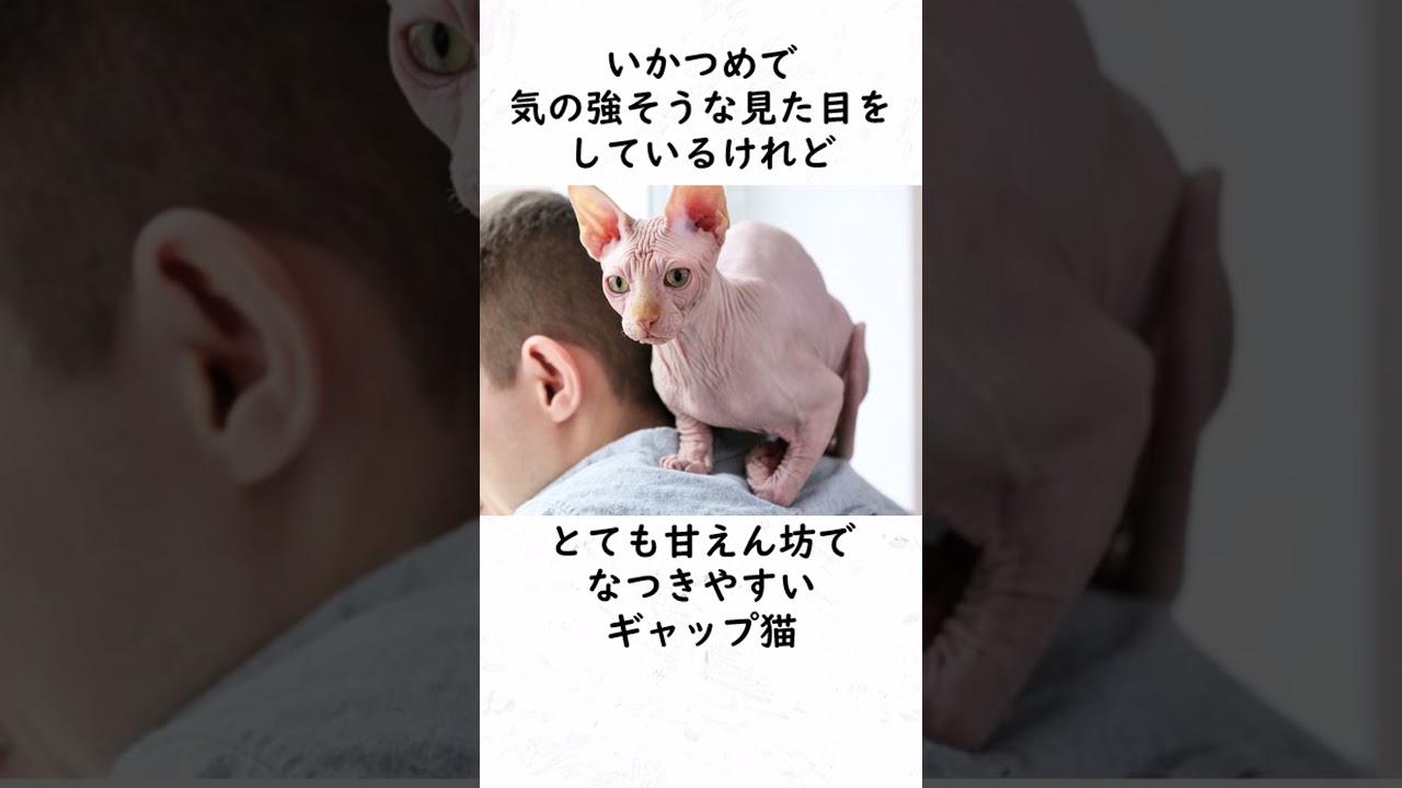 「突然変異で生まれたすっぽんぽんネコ」スフィンクスの話 ＃shorts