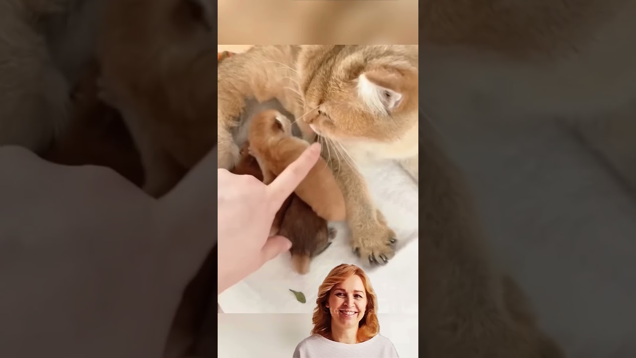 #funny #cat #animals #cute #pets #cates #comedy