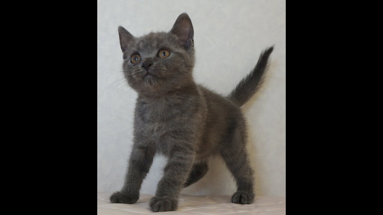 ブリティッシュショートヘアー子猫　British Shorthair　2024.12.18産まれ　ブルー＆ホワイト　男の子　シーダキャット猫のお店