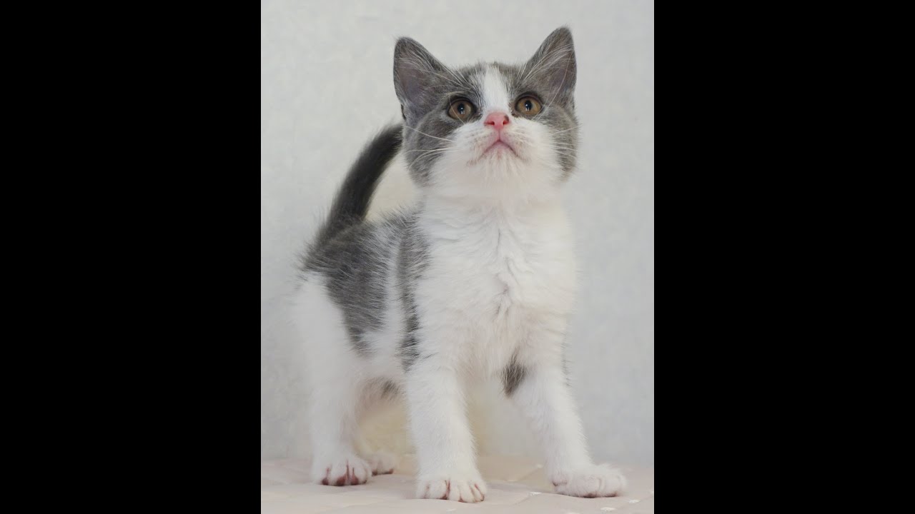 ブリティッシュショートヘアー子猫　British Shorthair　2024.12.18産まれ　ブルー＆ホワイト　男の子　シーダキャット猫のお店