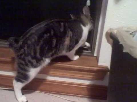 Oliver Sees a Frog