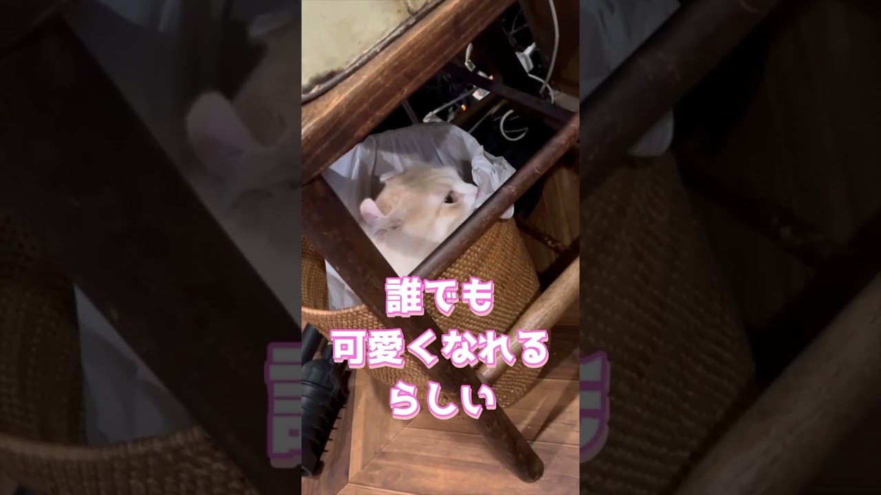 ゴミ箱に隠れる毛玉 #猫 #キンカロー #マンチカン  #短足部 #cat
