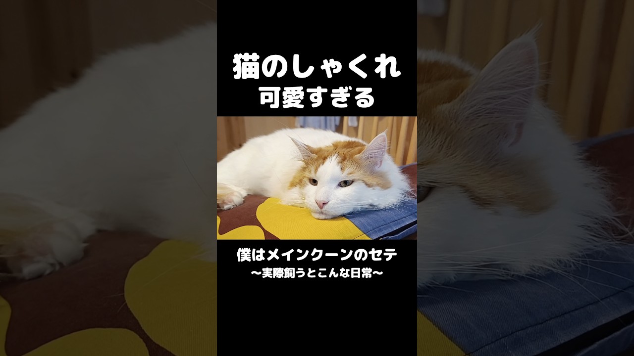 しゃくれ猫 #メインクーン #猫 #猫のいる暮らし #mainecoon #cat  #しゃくれ