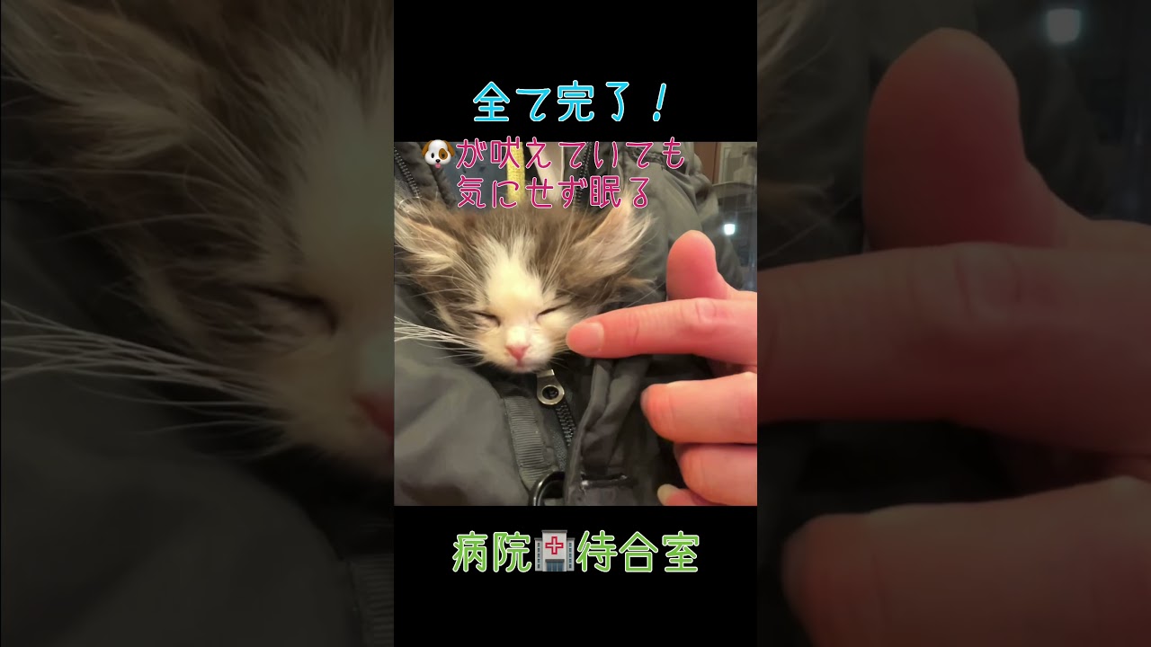 神メソッドで従順なんて都市伝説だにゃー#サイベリアン #子猫 #診察台#大人しい子猫#神メソッド