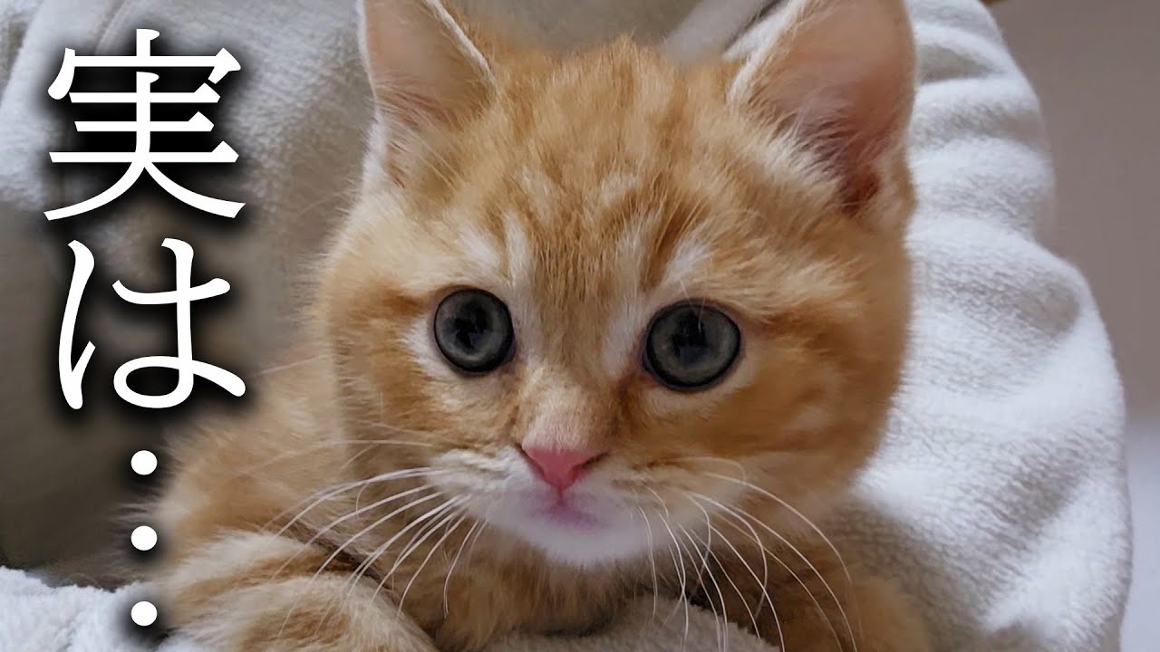 子猫の事でずっと黙ってた事をお話しします...