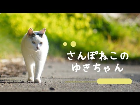 【さんぽねこのゆきちゃん】のんびりでのんき│ゆるいお散歩│満開の水仙│朝日の相模灘│唯一無二な家猫の町さんぽ│筆先尻尾のジャパニーズ・ボブテイル│凛とした立ち振る舞い所作は上品でエレガント│熱海│伊豆