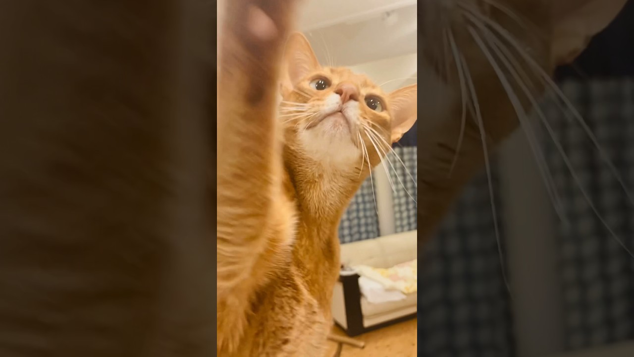 ひょいひょいっ#猫#こころ#アビシニアン#レッド#招き猫#cat#abyssinian#red#beckoningcat