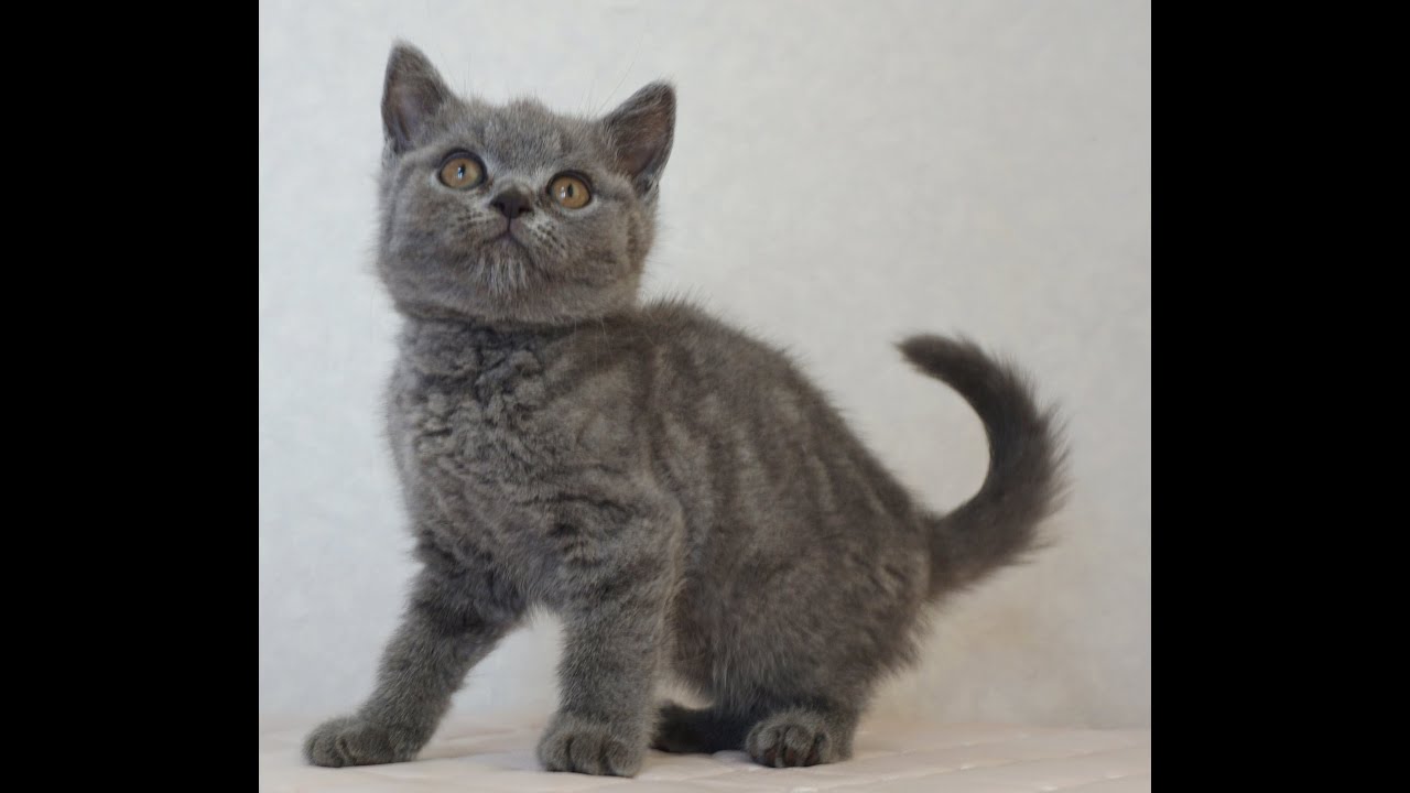 ブリティッシュショートヘアー子猫　British Shorthair　2024.12.18産まれ　ブルー＆ホワイト　男の子　シーダキャット猫のお店