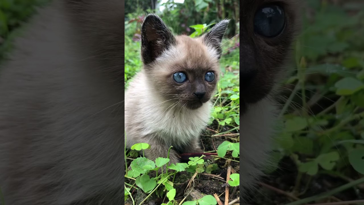 Kätzchen mit blauen Augen #katze #kätzchen #tier #niedlich