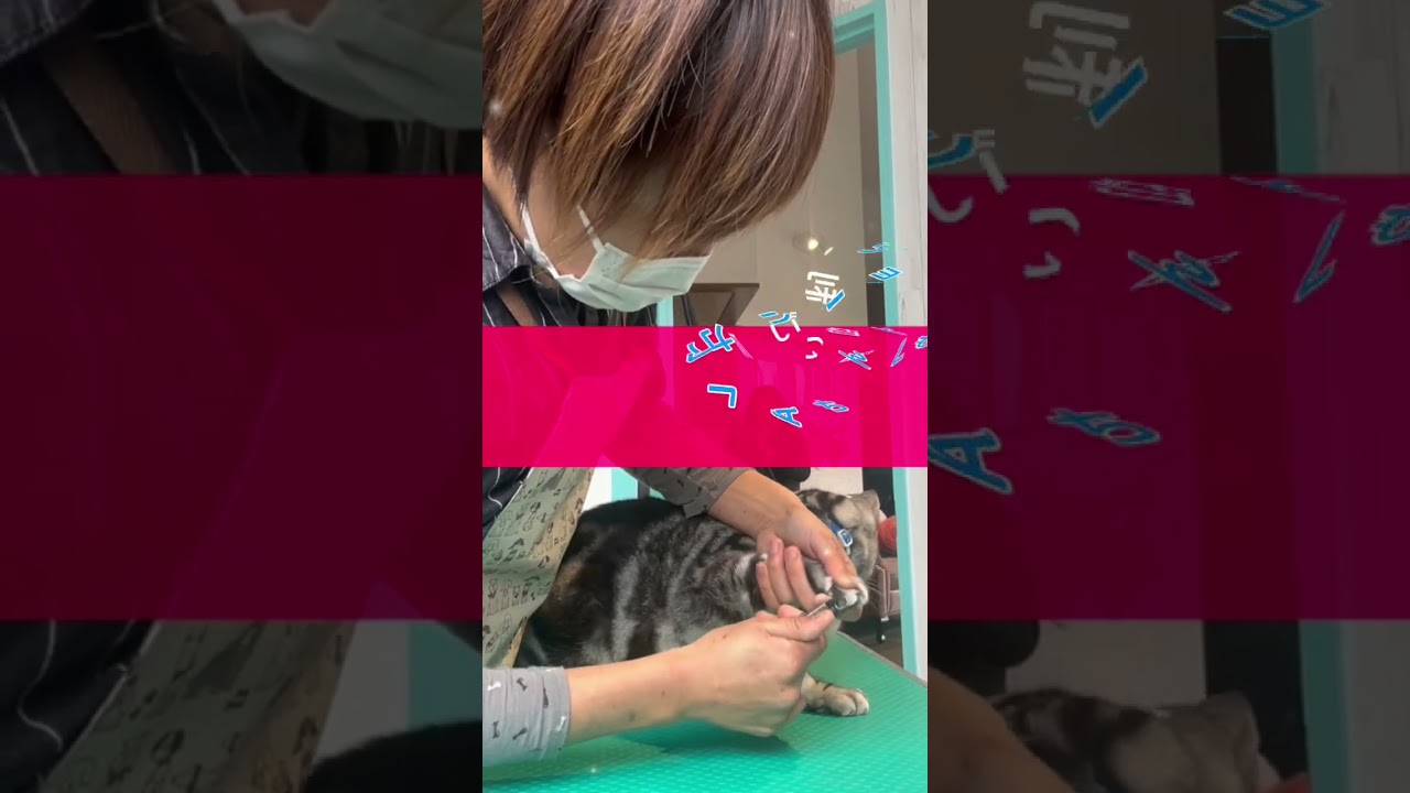 爪切りご利用☆アメリカンショートヘアー　LAKIちゃん #猫のいる暮らし #短毛種  #cat