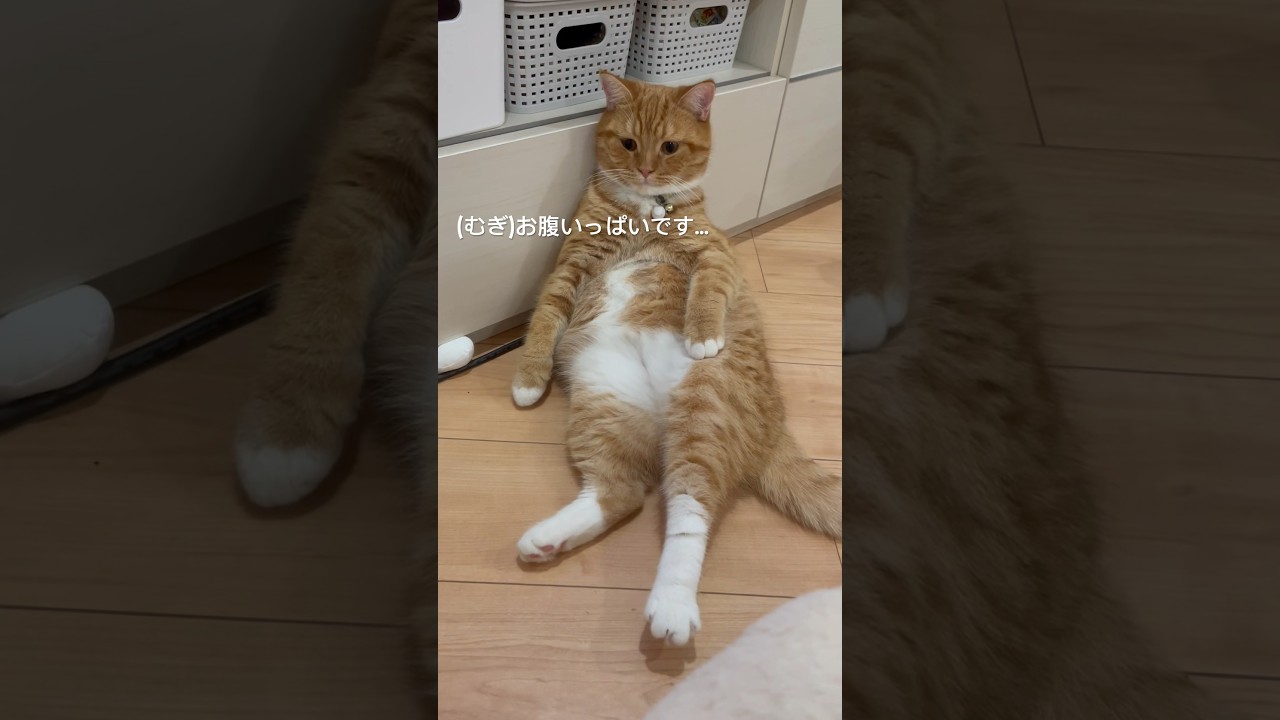 #ごまむぎちゃんねる #マンチカン #ショートレッグ #ロングレッグ #むぎ #猫