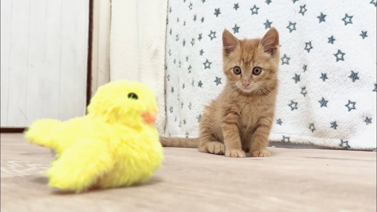 賑やかすぎるアヒルに遭遇した子猫【お祭り兄弟日記#11】Kitten puzzled by lively duck toy.