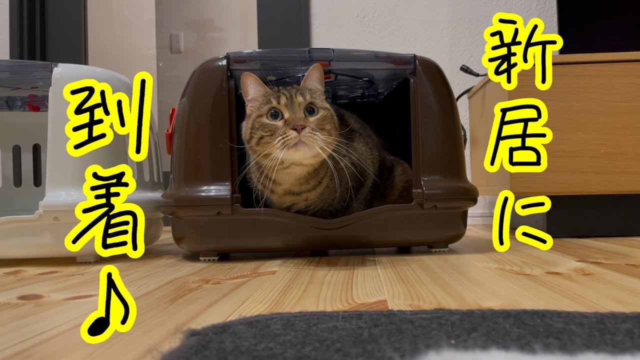恐る恐る新居を歩き回る姉弟猫がこちらw