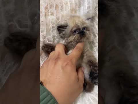 ヒマラヤン 三兄弟唯一の男　シールポイント