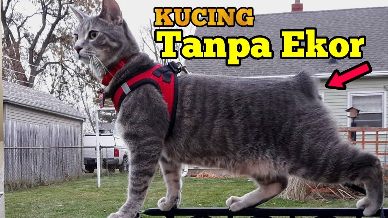 Mengenal Manx Cat [Kucing tanpa ekor] Dan Harganya